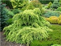 cedrus deodara golden horizon